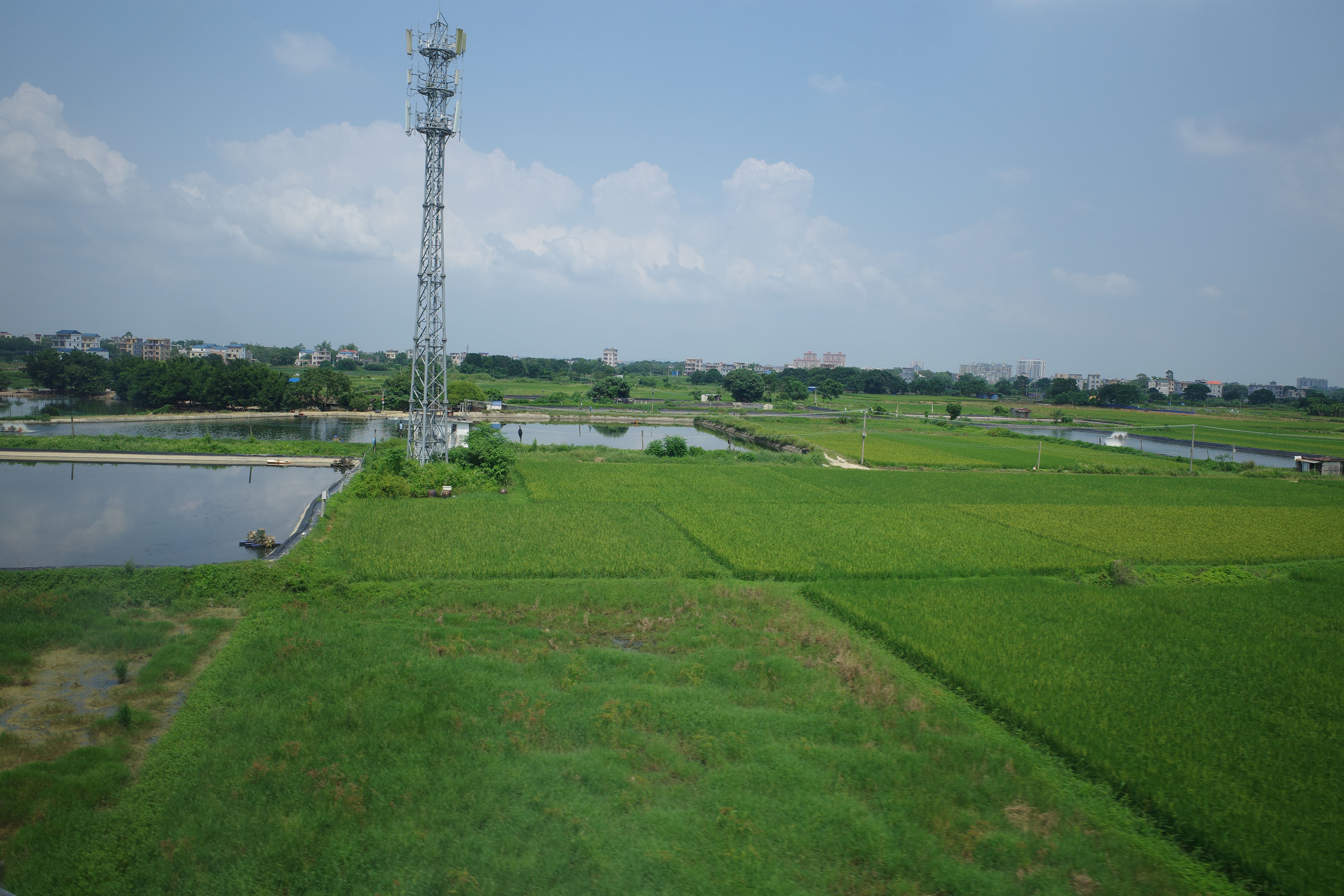 田间景色